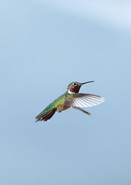 Song of the Hummingbird