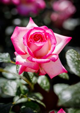 Beautiful flower closeup