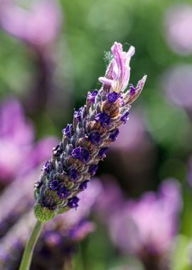 Beautiful flower closeup