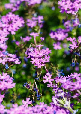 Beautiful flower closeup