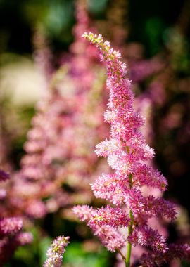 Beautiful flower closeup