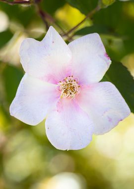 Beautiful flower closeup