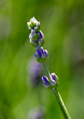 Beautiful flower closeup