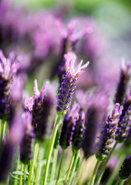 Beautiful flower closeup