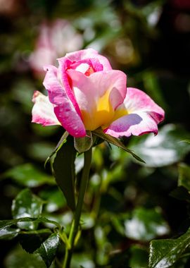 Beautiful flower closeup