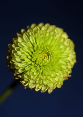 Green flower blossom macro