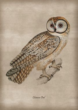 Chinese Owl