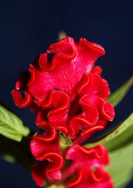 Red Celosia flower blossom