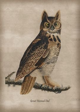 Great Horned Owl