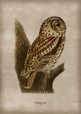 Tawny owl