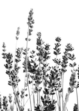 Purple Lavender in BW 1