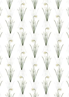 Narcissus Poeticus Pattern