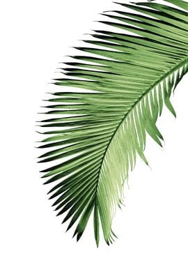 Palm Leaf Bliss 2