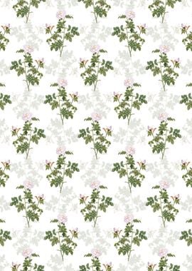 Pink Rosebush Pattern