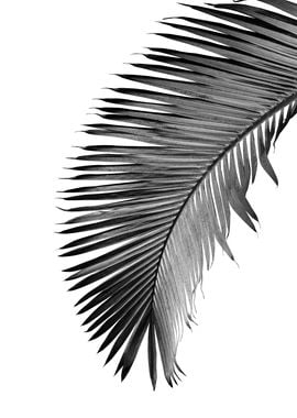 Palm Leaf Bliss 1