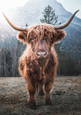 Highland Cow