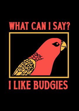 Budgie Budgeriga