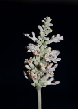 White salvia flower macro