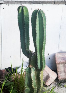 Rustic Mexican Cacti 1