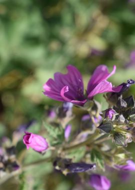 Malva Sylvestris 2