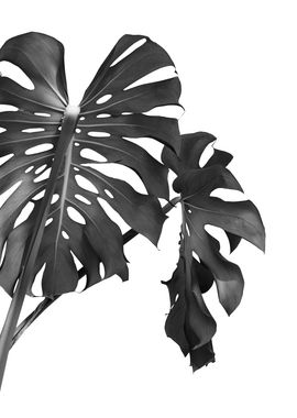 Monstera Beauty 3