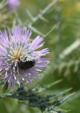 Galactites tomentosa 2