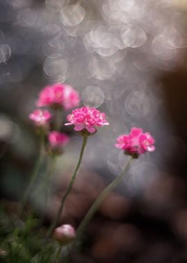 Pink flower, macro, garden