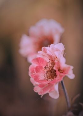 Pink flower, macro, garden