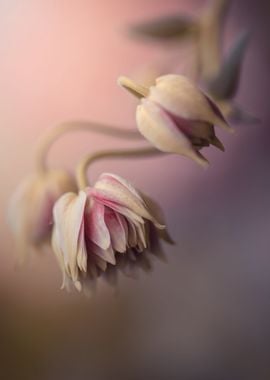 Pink flower, macro, garden