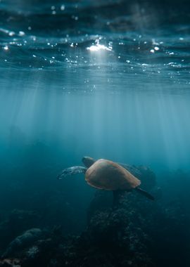 Deep Blue Sea Turtle