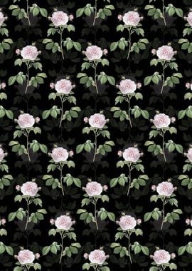 Floral Rosa Alba Pattern