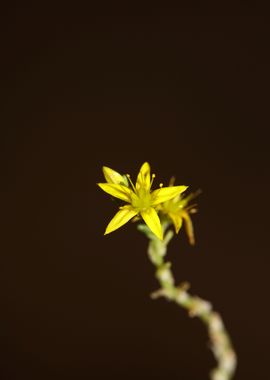 Yellow sedum flower macro