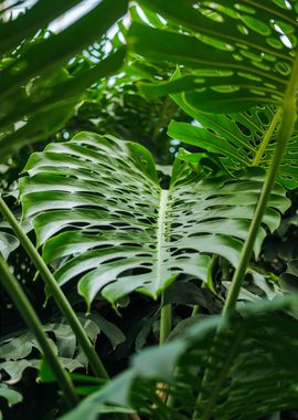 Monstera Deliciosa Plant