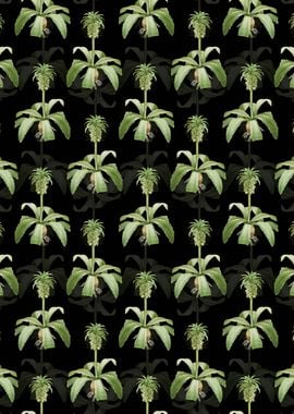 Eucomis Regia Pattern