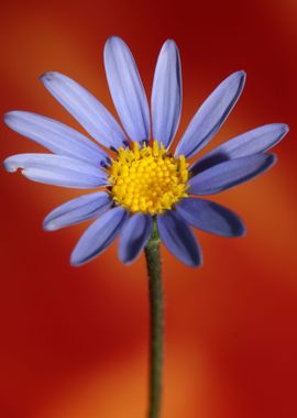 Felicia blue flower macro