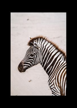 Zebra