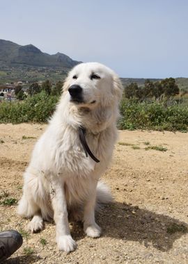 Maremma Sheepdog 3