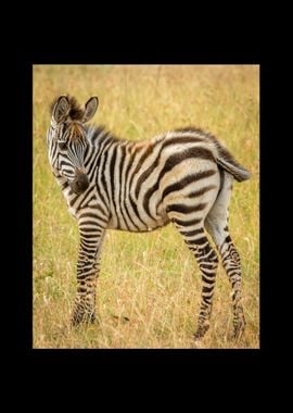 Zebra