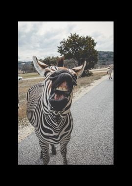 Zebra