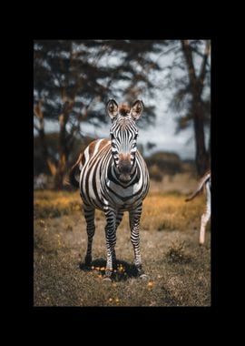 Zebra