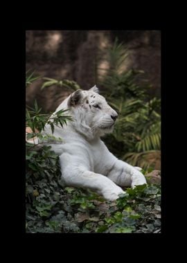 White Tiger