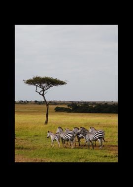 Zebra