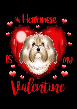  Havanese Valentines Day