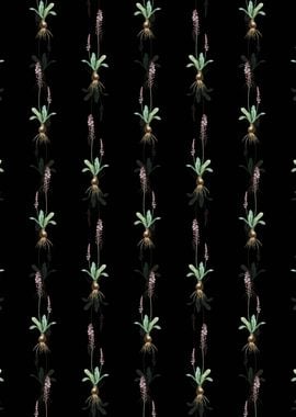 Scilla Obtusifolia Pattern