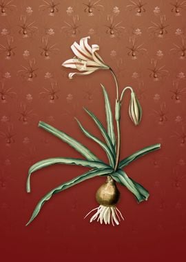 Amaryllis Broussonetii