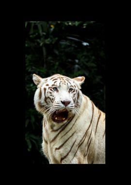 White Tiger