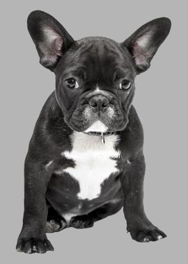 Cute french Bulldog Dog