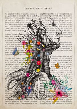 Lymphatic System Anatomy