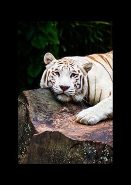 White Tiger