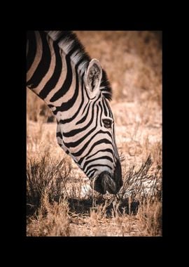 Zebra